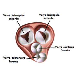 Valve aortique Académie Saint Bernard