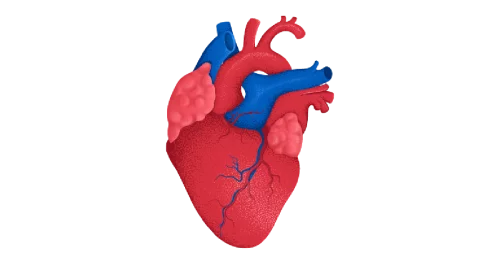 Le système cardio-vasculaire.