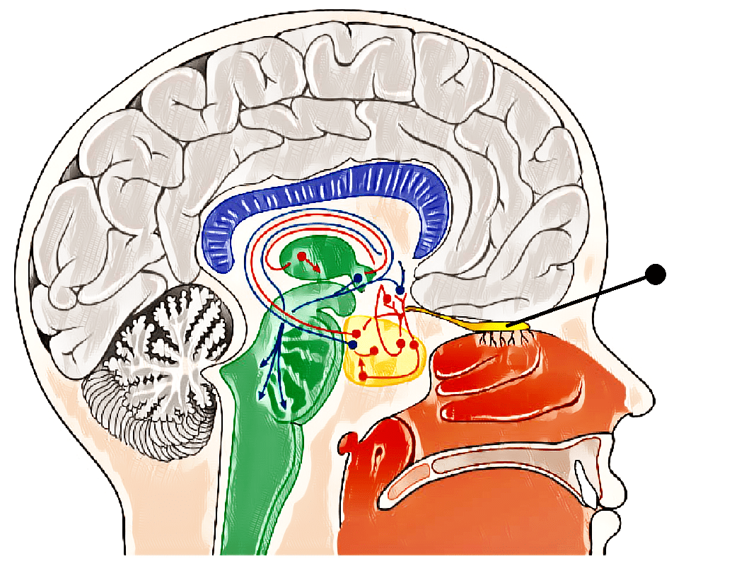 Central nervous system infection ⋆ Saint-Bernard Academy