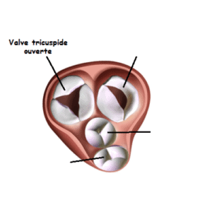 Valve tricuspide ⋆ Académie Saint-Bernard