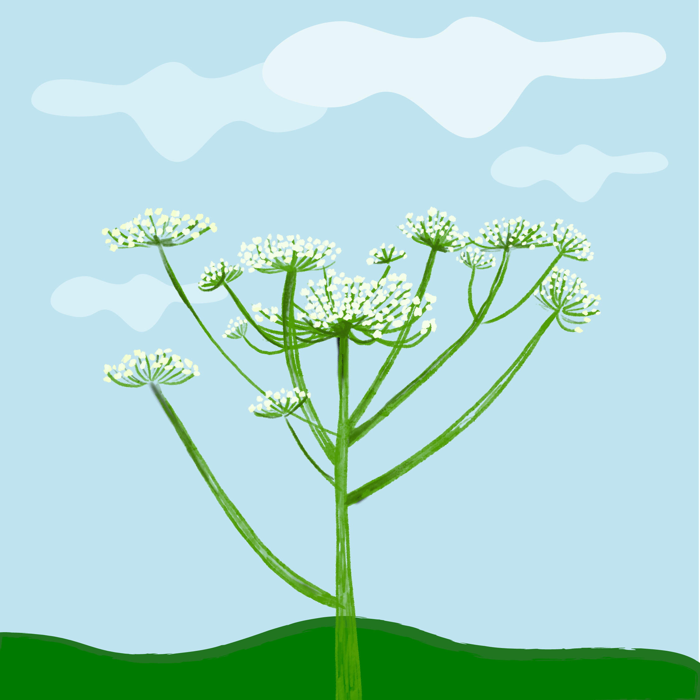 Plante